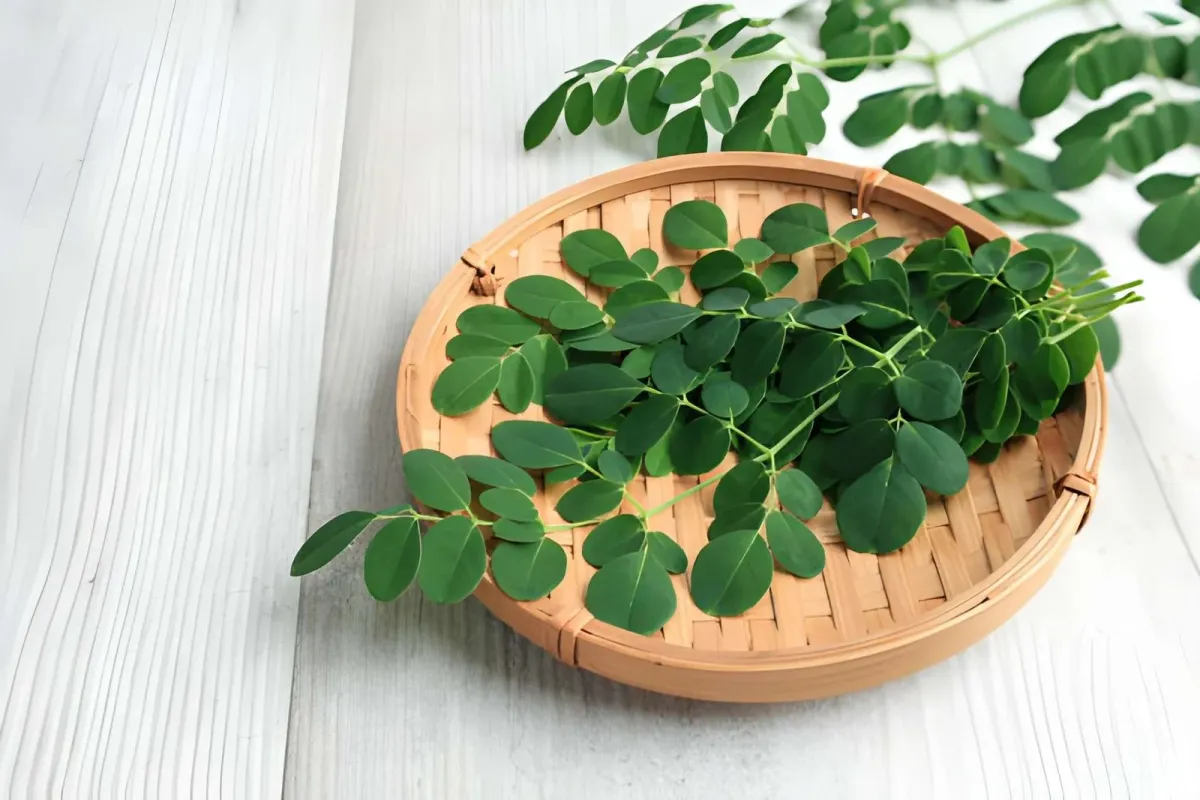Siapa yang Sebaiknya Tidak Mengonsumsi Daun Kelor?