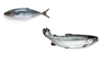 Pilihan Ikan untuk Dikonsumsi Penderita Asam Lambung