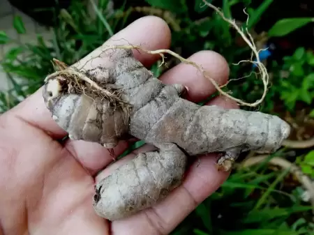 Manfaat Temu Ireng untuk Asam Lambung
