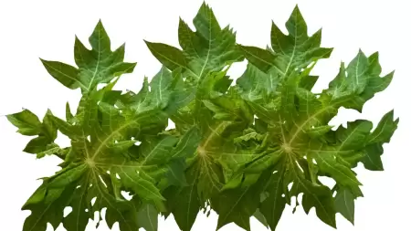 Manfaat Rebusan Daun Pepaya untuk Kesehatan Lambung Anda