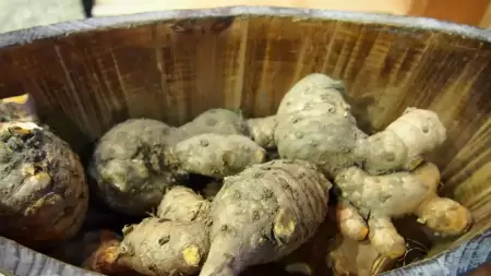 Pengalaman Asam Lambung Sembuh Dengan Temulawak: Alami dan Efektif