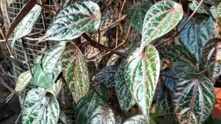 Lebih dari 5 Manfaat Daun Sirih Merah untuk Kesehatan