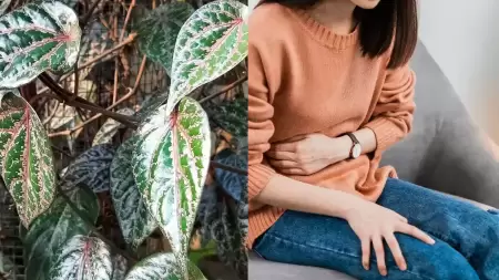 Manfaat Daun Sirih Merah untuk Asam Lambung