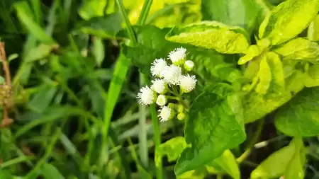 Cara Mengolah Daun Bandotan untuk Menangani Asam Lambung