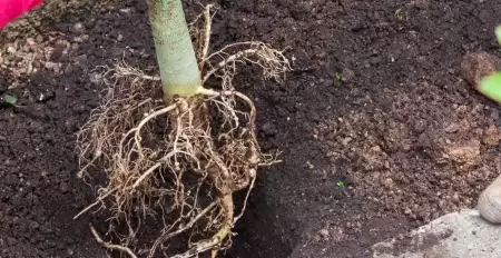 Manfaat Akar Pepaya Bagi Kesehatan