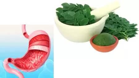 Daun Kelor Untuk Asam Lambung: Cara Konsumsi dan Pencegahan Efek Samping