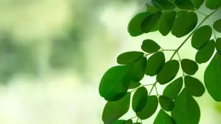 Penuhi Kebutuhan Nutrisi Tiap Hari dengan Daun Kelor