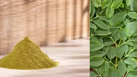Khasiat Daun Kelor untuk Paru-Paru: Nutrisi dan Cara Konsumsinya