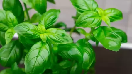 Maksimalkan Kesehatan Tubuh dengan Rebusan Daun Kemangi