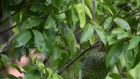 Apakah Daun Sirsak dapat Meredakan Asam Lambung?