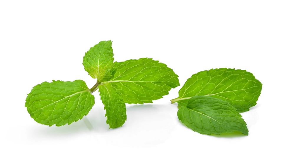 daun_mint_untuk_nafas_segar