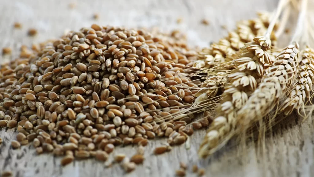 biji_gandum