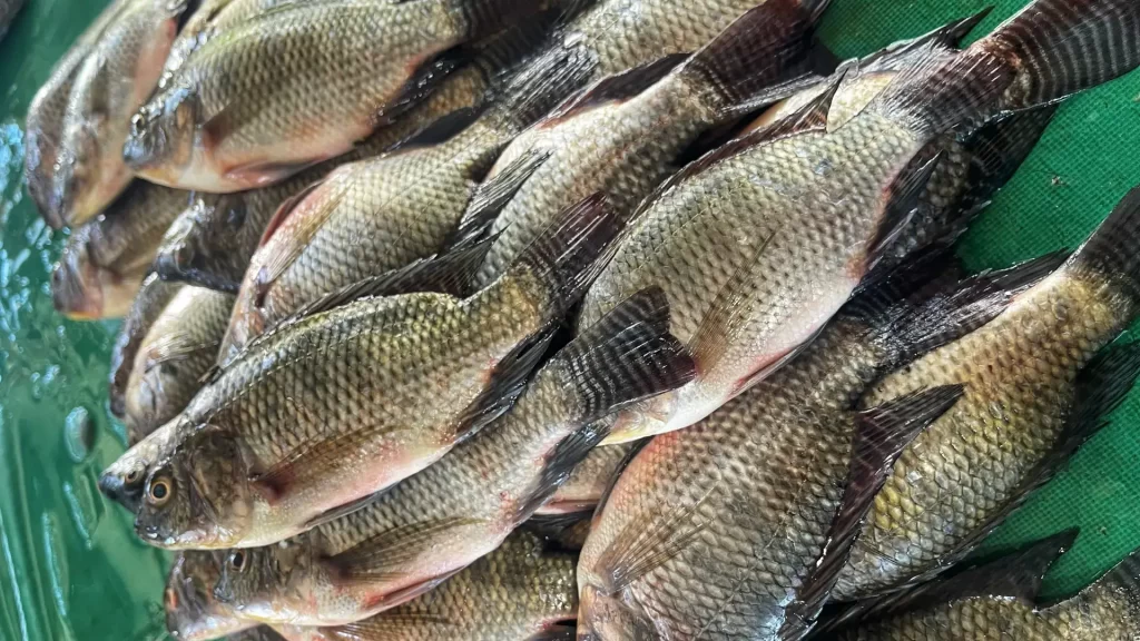 ikan_mujair