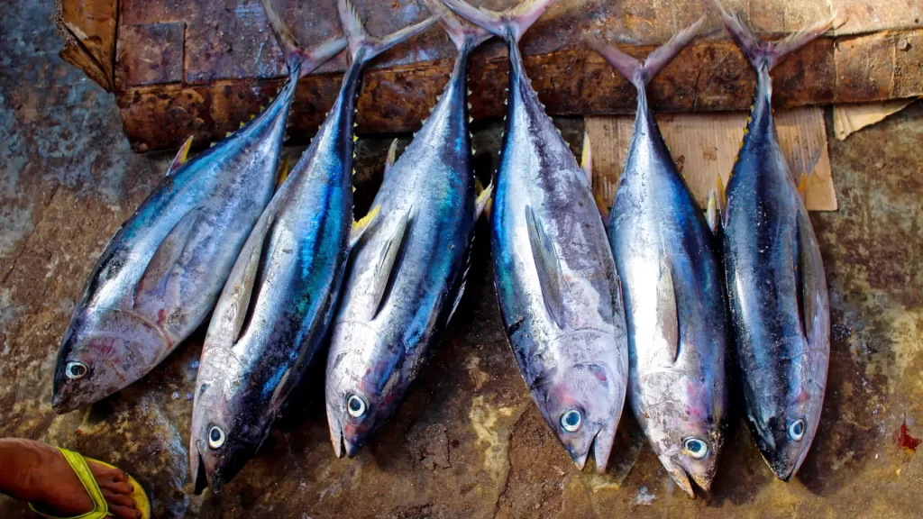 ikan_tuna_segar